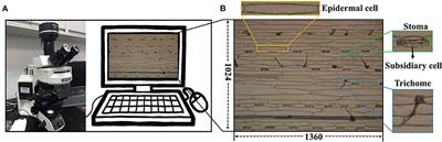 A Deep Learning-Based Method for Automatic Assessment of Stomatal Index in Wheat Microscopic Images of Leaf Epidermis